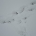 DSC03671