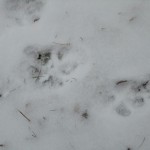 DSC03680
