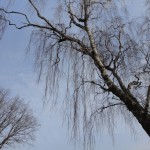 DSC03800