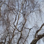 DSC03803