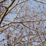 DSC03816