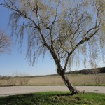 DSC03891