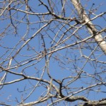 DSC03906