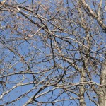 DSC03908