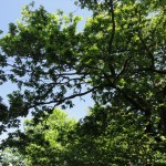 DSC04000
