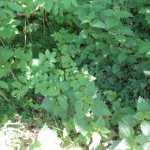 DSC04001