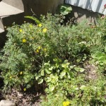 DSC04005