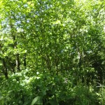 DSC04006