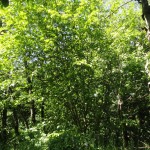 DSC04008