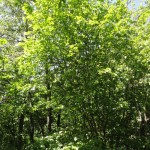 DSC04009