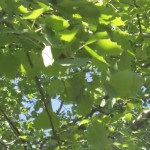 DSC04010