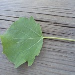 DSC04015