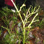 DSC04590